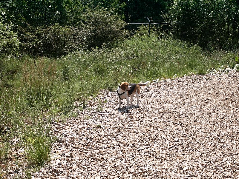 Klick für eine vergrößerte Abbildung Bild Laborbeagletreffen