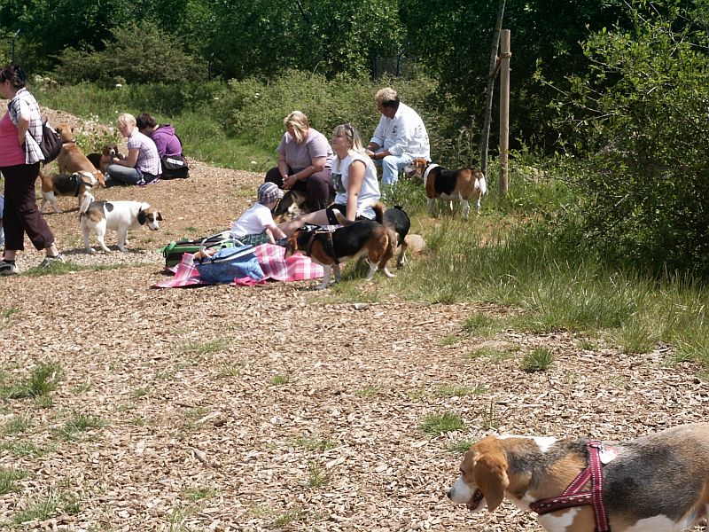 Klick für eine vergrößerte Abbildung Bild Laborbeagletreffen