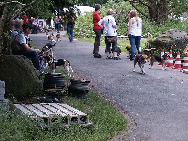 Klick für eine vergrößerte Abbildung Bild Laborbeagletreffen