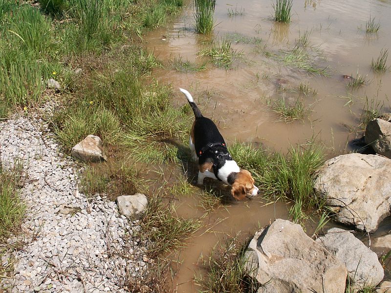 Klick für eine vergrößerte Abbildung Bild Laborbeagletreffen