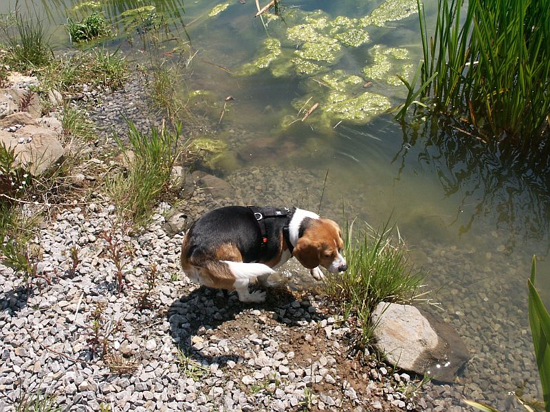 Klick für eine vergrößerte Abbildung Bild Laborbeagletreffen
