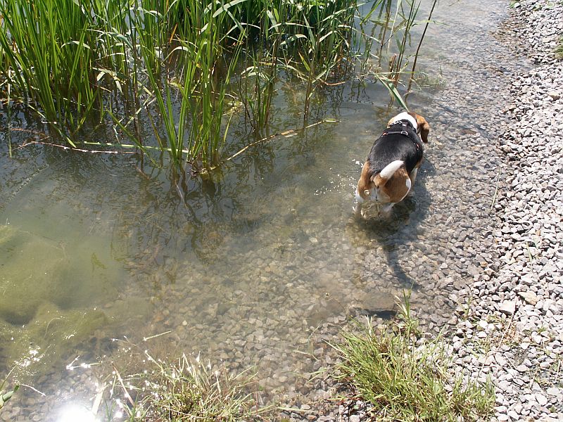 Klick für eine vergrößerte Abbildung Bild Laborbeagletreffen