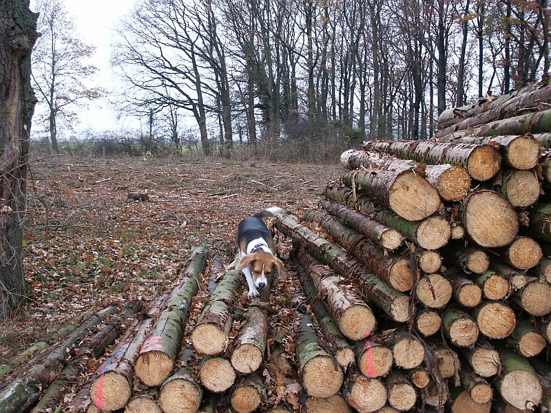 Deby kletter auf einen Holzstapel Deby kletter auf einen Holzstapel