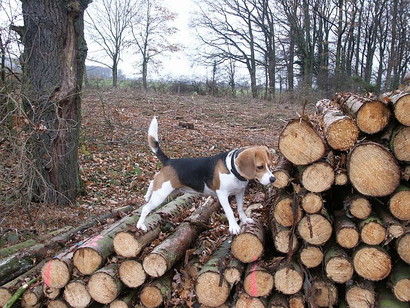 Deby klettert auf einem Holzstapel