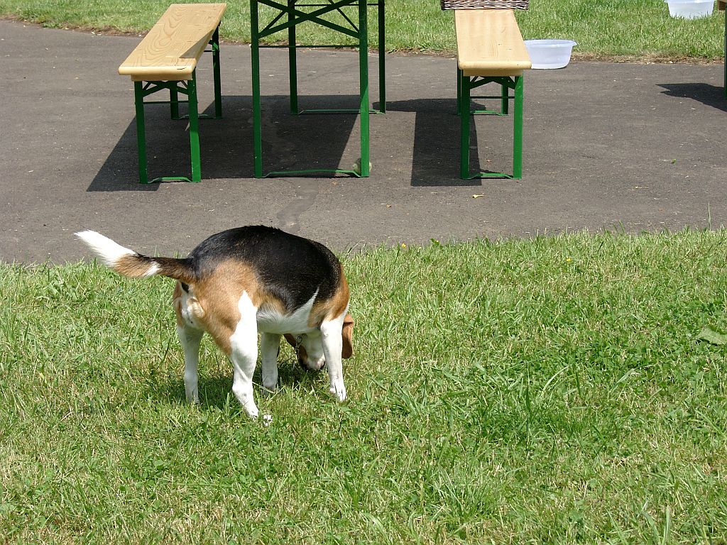 Klick für eine vergrößerte Abbildung Bild Laborbeagletreffen 2015