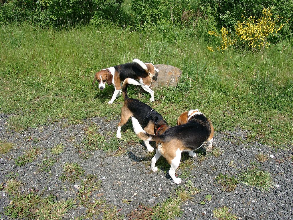 Klick für eine vergrößerte Abbildung Bild Laborbeagletreffen 2015