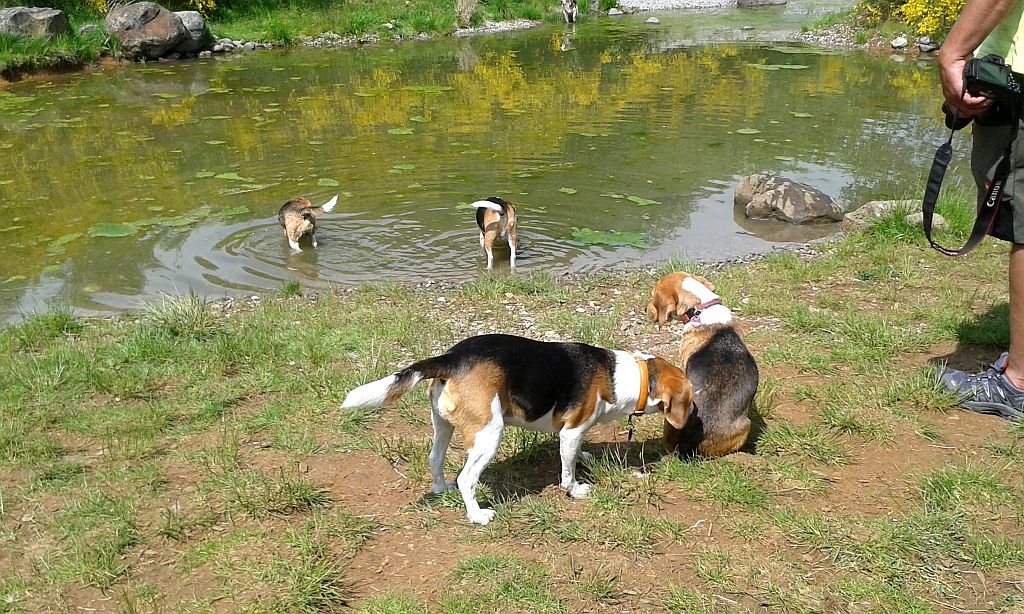 Klick für eine vergrößerte Abbildung Bild Laborbeagletreffen 2015