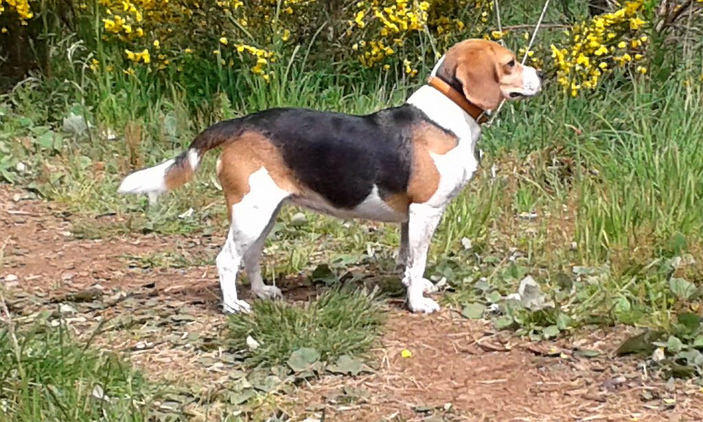 Klick für eine vergrößerte Abbildung Bild Laborbeagletreffen 2015