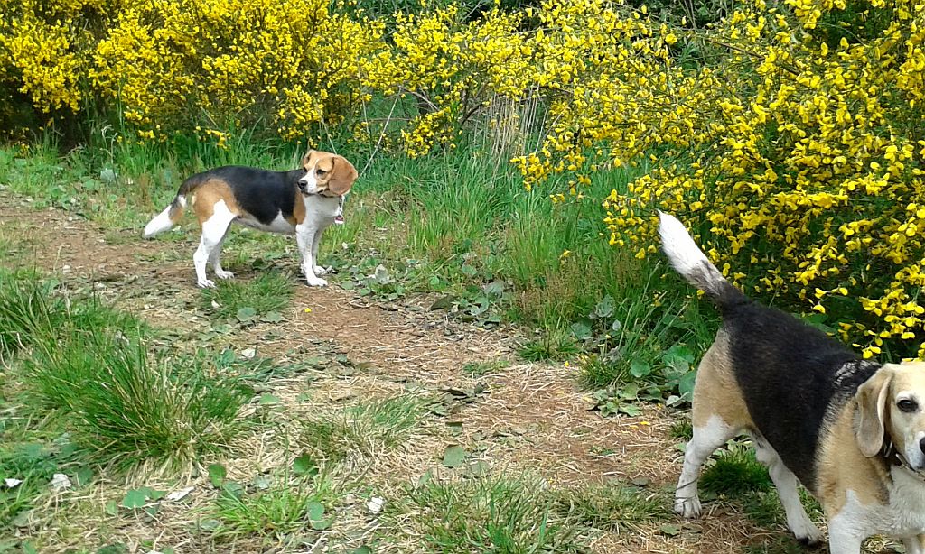 Klick für eine vergrößerte Abbildung Bild Laborbeagletreffen 2015