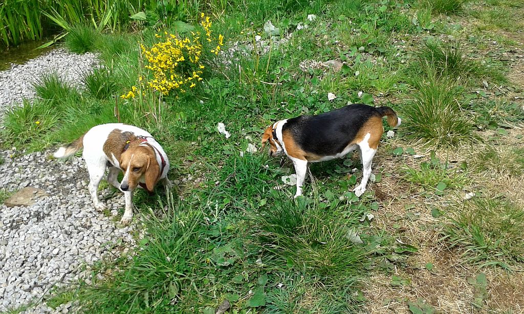 Klick für eine vergrößerte Abbildung Bild Laborbeagletreffen 2015