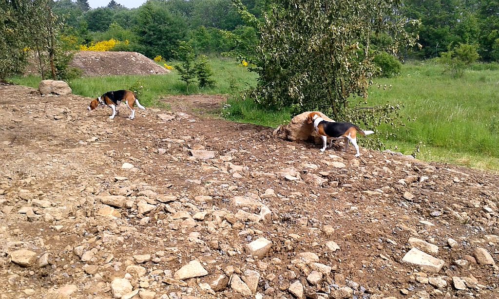 Klick für eine vergrößerte Abbildung Bild Laborbeagletreffen 2015
