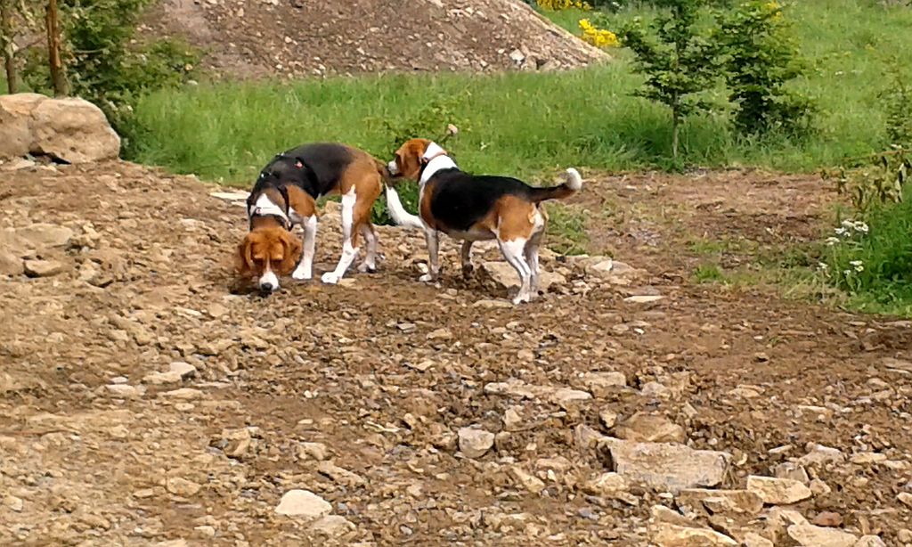 Klick für eine vergrößerte Abbildung Bild Laborbeagletreffen 2015