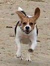 Deby rennt den Strand entlang