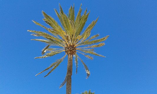 Palme